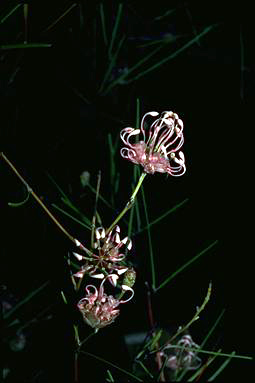 APII jpeg image of Grevillea bracteosa  © contact APII