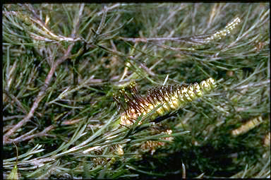 APII jpeg image of Grevillea hookeriana  © contact APII