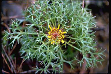 APII jpeg image of Isopogon ceratophyllus  © contact APII