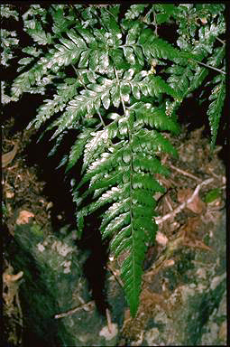 APII jpeg image of Lastreopsis microsora  © contact APII