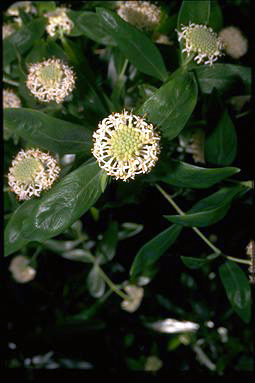 APII jpeg image of Pimelea ligustrina  © contact APII