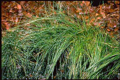 APII jpeg image of Poa sieberiana  © contact APII