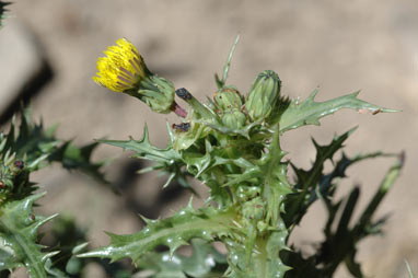 APII jpeg image of Sonchus asper  © contact APII