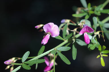 APII jpeg image of Desmodium acanthocladum  © contact APII