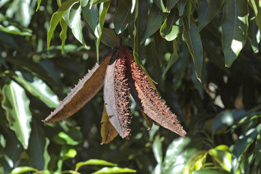 APII jpeg image of Flindersia pimenteliana  © contact APII