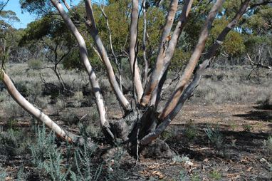 APII jpeg image of Eucalyptus socialis  © contact APII