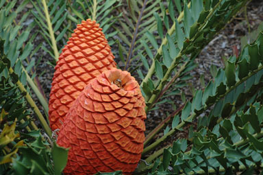 APII jpeg image of Encephalartos ferox  © contact APII