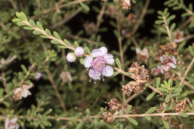 APII jpeg image of Hypocalymma asperum  © contact APII