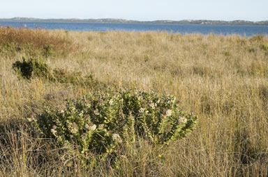 APII jpeg image of Gomphocarpus cancellatus  © contact APII