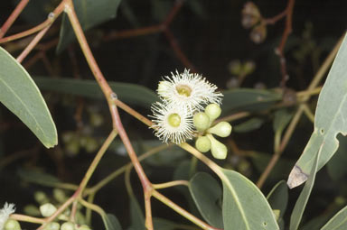 APII jpeg image of Eucalyptus fasciculosa  © contact APII