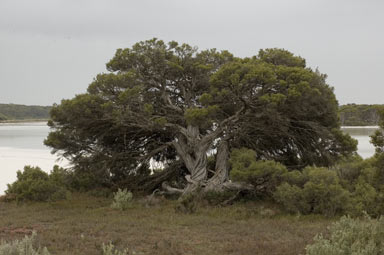 APII jpeg image of Melaleuca halmaturorum  © contact APII