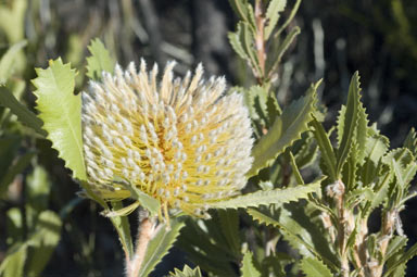 APII jpeg image of Banksia ornata  © contact APII