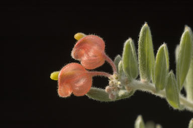 APII jpeg image of Grevillea saccata  © contact APII