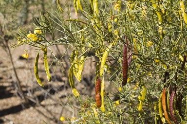 APII jpeg image of Senna artemisioides  © contact APII