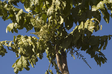 APII jpeg image of Dysoxylum gaudichaudianum  © contact APII