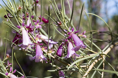 APII jpeg image of Eremophila oppositifolia 'Royal Purple'  © contact APII