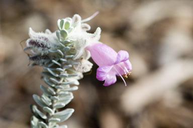 APII jpeg image of Eremophila punicea  © contact APII