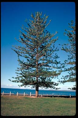 APII jpeg image of Araucaria heterophylla  © contact APII