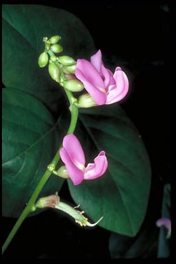 APII jpeg image of Canavalia rosea  © contact APII