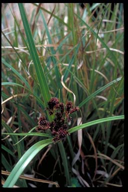 APII jpeg image of Cyperus lucidus  © contact APII