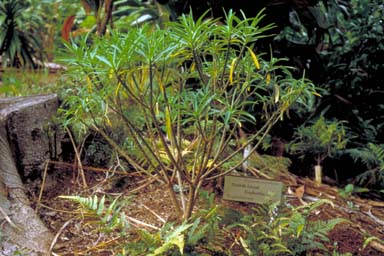 APII jpeg image of Euphorbia norfolkiana  © contact APII