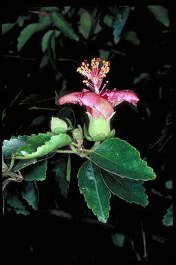 APII jpeg image of Hibiscus insularis  © contact APII