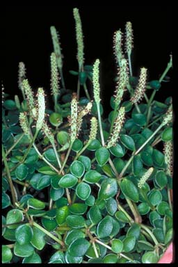 APII jpeg image of Peperomia tetraphylla  © contact APII