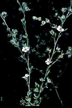 APII jpeg image of Leptospermum incanum  © contact APII