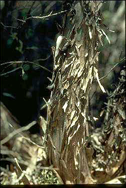 APII jpeg image of Leptospermum jingera  © contact APII