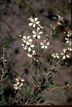 APII jpeg image of Leptospermum laevigatum  © contact APII