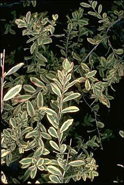 APII jpeg image of Leptospermum laevigatum 'Raelene'  © contact APII