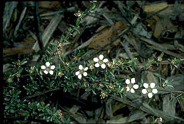 APII jpeg image of Leptospermum multicaule  © contact APII