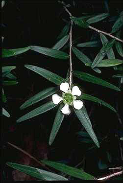 APII jpeg image of Leptospermum petersonii  © contact APII
