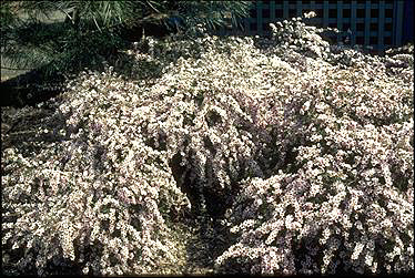 APII jpeg image of Leptospermum 'Pink Cascade'  © contact APII