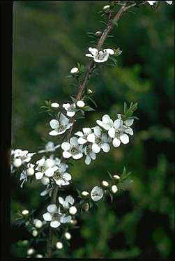 APII jpeg image of Leptospermum scoparium  © contact APII