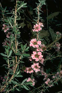 APII jpeg image of Leptospermum 'Silver Fantasy'  © contact APII