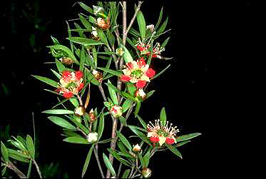 APII jpeg image of Leptospermum spectabile  © contact APII