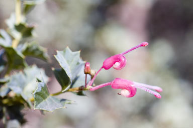 APII jpeg image of Grevillea 'Merinda Gordon'  © contact APII