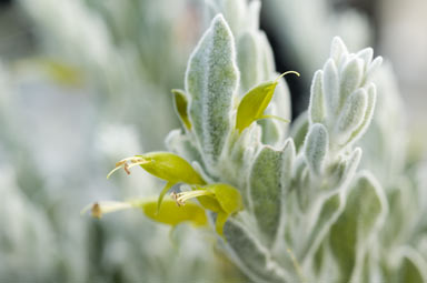 APII jpeg image of Eremophila glabra subsp. elegans  © contact APII