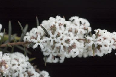 APII jpeg image of Leucopogon melaleucoides  © contact APII