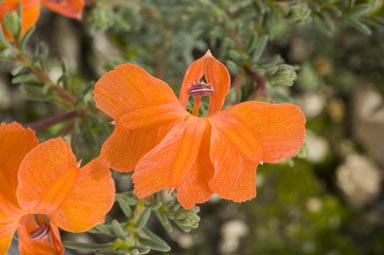 APII jpeg image of Lechenaultia formosa  © contact APII