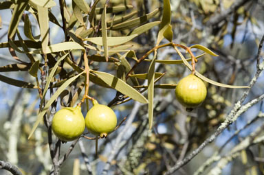 APII jpeg image of Santalum acuminatum  © contact APII