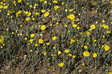 APII jpeg image of Rhodanthe diffusa subsp. diffusa  © contact APII