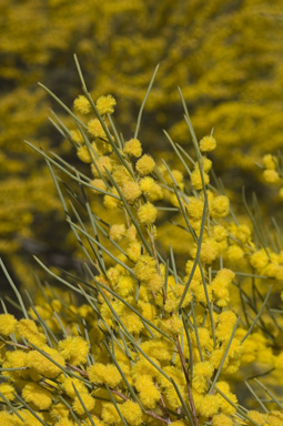 APII jpeg image of Acacia havilandiorum  © contact APII