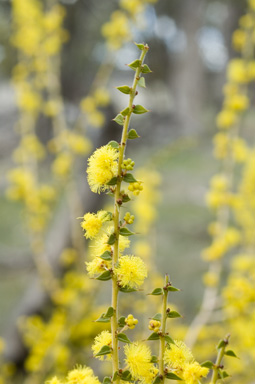 APII jpeg image of Acacia amblygona  © contact APII