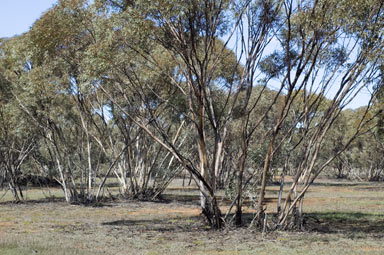 APII jpeg image of Eucalyptus dumosa  © contact APII