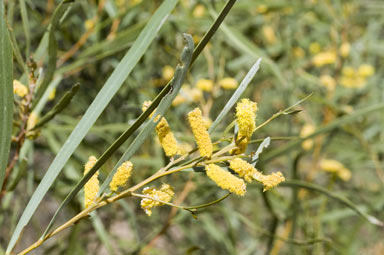 APII jpeg image of Acacia doratoxylon  © contact APII