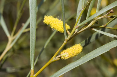 APII jpeg image of Acacia doratoxylon  © contact APII