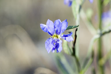 APII jpeg image of Dampiera lanceolata  © contact APII