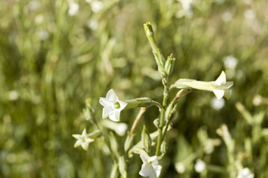 APII jpeg image of Nicotiana suaveolens  © contact APII